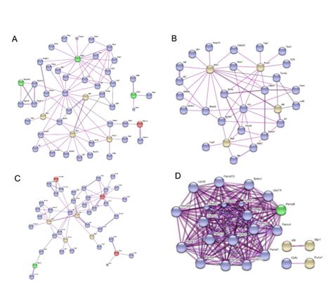 RUNX proteins in transcription factor networks that .
